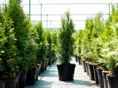Turkey Nursery