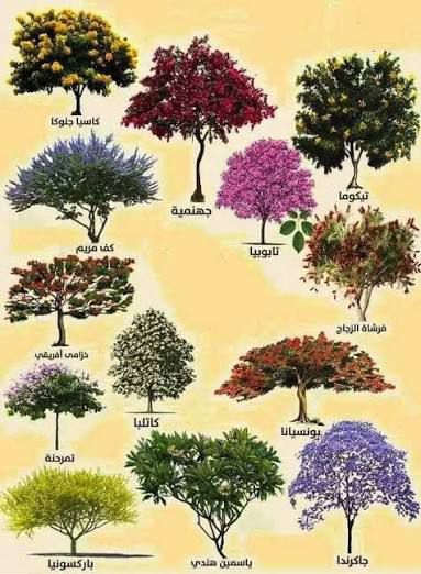 Flowering Trees