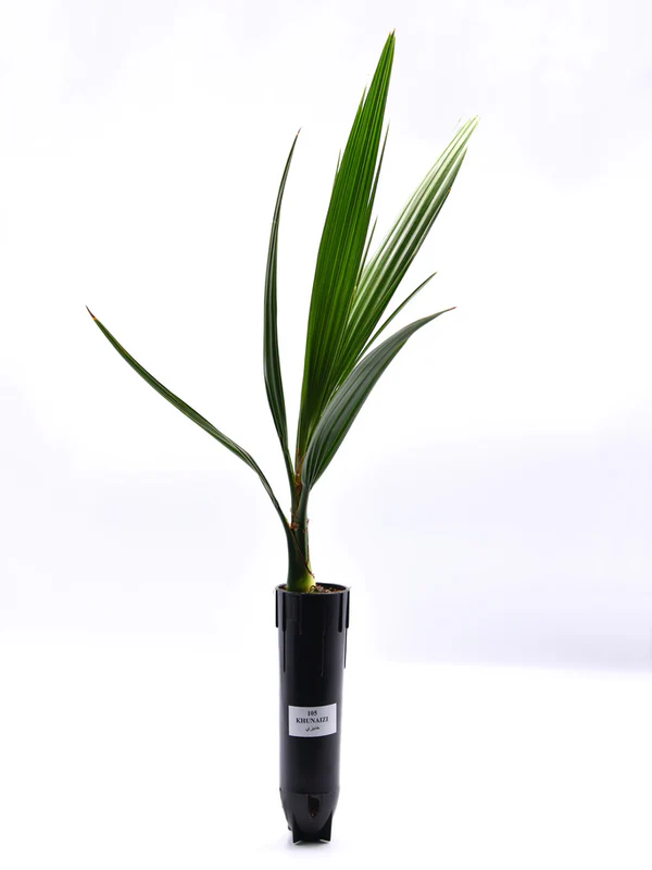 KHUNAIZI - LB-DP-002