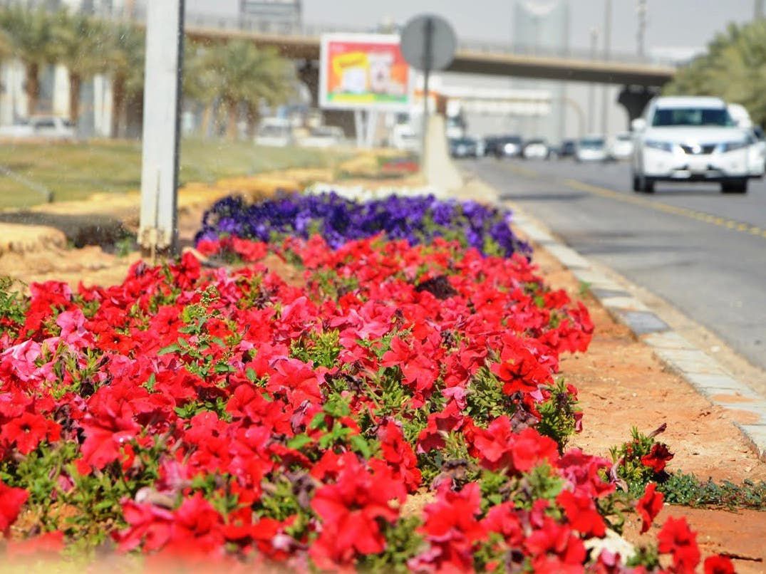 Ornamental Flowers