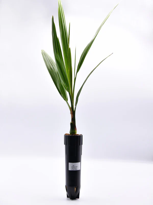 EMIRATES SULTANA - LB-DP-006