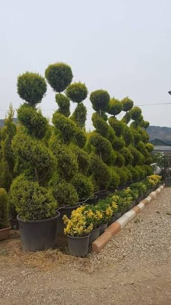 Topiary Trees
